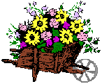 Wheelbarrow of flowers