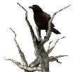 a crow or raven perched on a dead tree