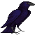 a raven or crow looking around