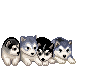 four puppies